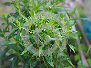 Thai herbs King of Bitter scientific name Andrographis paniculate Burm, Fah Talai john, green vegetable tree plant blooming in