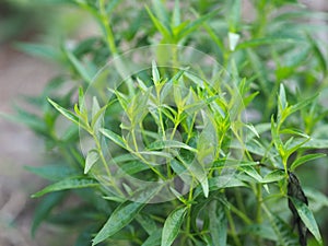 Thai herbs King of Bitter scientific name Andrographis paniculate Burm, Fah Talai john, green vegetable tree plant blooming in