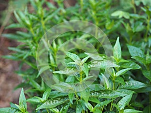 Thai herbs King of Bitter scientific name Andrographis paniculate Burm, Fah Talai john, green vegetable tree plant blooming in