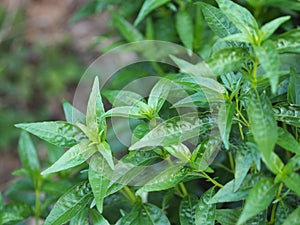 Thai herbs King of Bitter scientific name Andrographis paniculate Burm, Fah Talai john, green vegetable tree plant blooming in