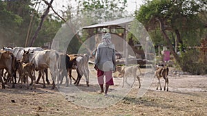 A Thai herder drives his cattle on the ranch