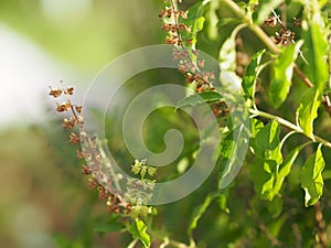 Thai Holy basil Ocimum tenuiflorum sanctum or Tulsi kaphrao Holy basil is an erect, many branched subshrub, 30 to 60 cm tall with