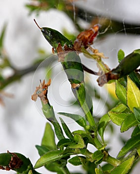 Thai Hot Chili Pepper, Capsicum annuum `Thai Hot`