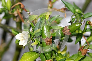 Thai Hot Chili Pepper, Capsicum annuum `Thai Hot`