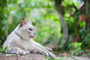 Thai house cat, Siamese cat species lay on wooden