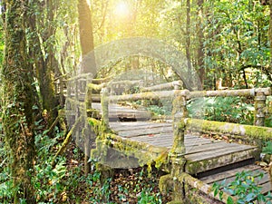 Thai humid forest with greenery