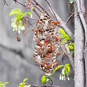 Thai hymenoptera