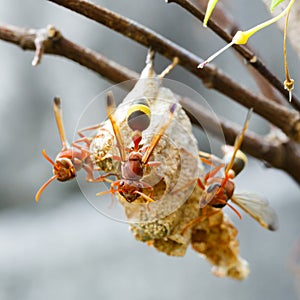 Thai hymenoptera photo