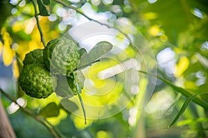 Thai kaffir lime, a good thing that everyone overlooks.