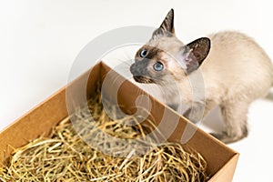 Thai kitten hiding in box basket. Purebred 2 month old Siamese cat with blue almond shaped eyes on box basket background. Concepts