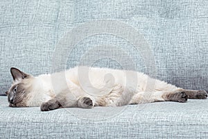 A Thai kitten slumbers on the sofa at home.