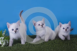 Thai kittens frolic in the meadow