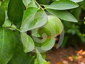 Thai lime