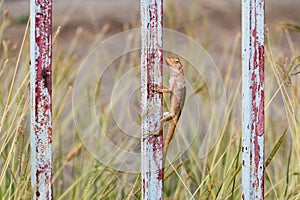 Thai lizard
