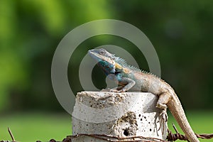 Thai lizard