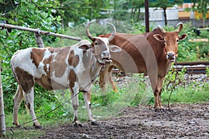 Thai local domestic cow for fighting in southern tradition of thailand