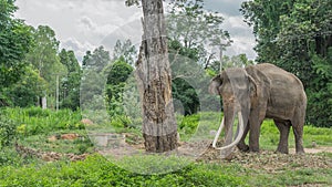 Thai Long elephant tusks