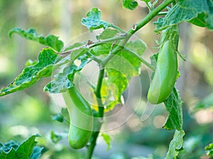 Thai Long Green Eggplant, light green fruits, Solanum melongena