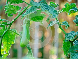 Thai Long Green Eggplant, light green fruits, Solanum melongena