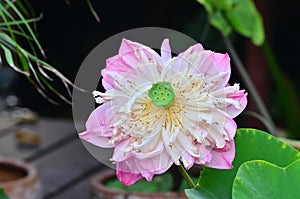 Thai lotus flower in full bloom