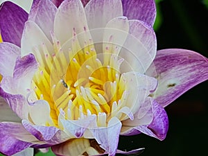 Thai lotus with small insect closeup background