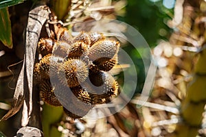 Thai lychee from tree on blurred nature