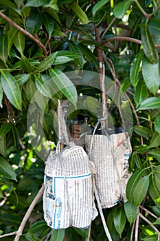 Thai mango dangles from a branch