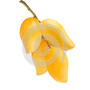 Thai mangoes fruit white background