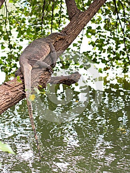 Thai monitor lizard lay over tree branch