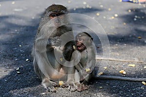 Thai monkey Thailand