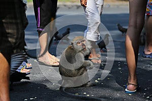 Thai monkey Thailand