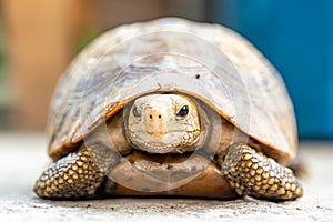 The Thai mountain turtle or land turtle