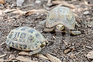 The Thai mountain turtle or land turtle
