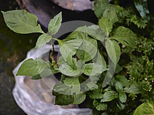 THAI NAME  HOM  or Baphicacanthus cusia Brem plant