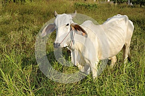 Thai native cattle.Age in a field eating grass.