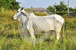 Thai native cattle. in a field eating grass.