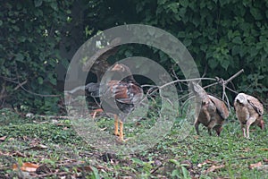 NATIVE CHICKEN IN THAILAND