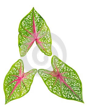 Thai-Native Leaf Caladium
