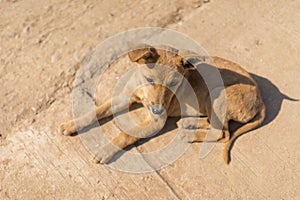 Thai native little dog sunbathe