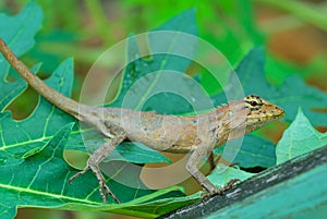 Thai native lizard or chameleon