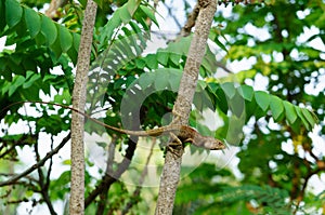 Thai native lizard or chameleon