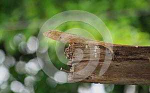 Thai native lizard or chameleon