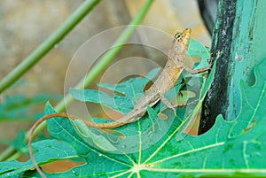Thai native lizard or chameleon