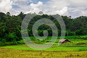 Thai nature landscape rice field with Cottage and beautiful blue sky and clouds