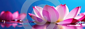 Thai New Year, pink lotus in water, lotus petals, spa and cosmetics concept background, drops and splashes, surface with