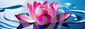 Thai New Year, pink lotus in water, lotus petals, spa and cosmetics concept background, surface with ripples, drops and
