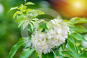 Thai orange Jasmine, white orange jasmine flower with green leaves blooming on tree in the garden.