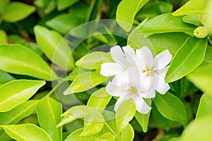 Thai orange Jasmine, white orange jasmine flower with green leaves blooming on tree in the garden. White flower of Orange Jasmine