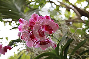 Thai orchid.