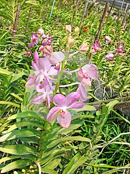 Thai Orchid Flowers-04